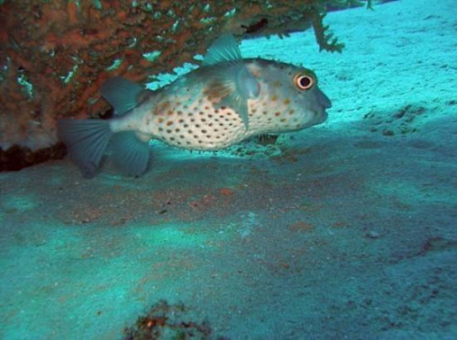 Puffer fish on Straits of Tiran #diving #Egipt #egzotyka #fauna #flora #gady #WielkiBłękit #morze #MorzeCzerwone #natura #nurkowanie #PodWodą #płazy #przyroda #rafa #ryba #ryby #snorkling #snurkowanie #ssaki #woda