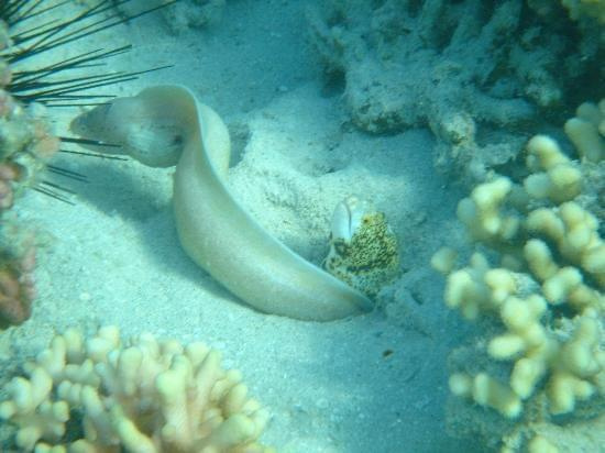 murénes #diving #Egipt #egzotyka #fauna #flora #gady #WielkiBłękit #morze #MorzeCzerwone #natura #nurkowanie #PodWodą #płazy #przyroda #rafa #ryba #ryby #snorkling #snurkowanie #ssaki #woda