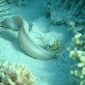 murénes #diving #Egipt #egzotyka #fauna #flora #gady #WielkiBłękit #morze #MorzeCzerwone #natura #nurkowanie #PodWodą #płazy #przyroda #rafa #ryba #ryby #snorkling #snurkowanie #ssaki #woda