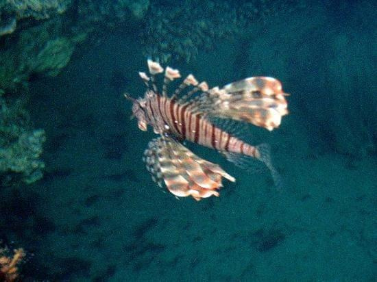 Lionfish - this photo was taken from the hotels pontoon, out of the water! #diving #Egipt #egzotyka #fauna #flora #gady #WielkiBłękit #morze #MorzeCzerwone #natura #nurkowanie #PodWodą #płazy #przyroda #rafa #ryba #ryby #snorkling #snurkowanie