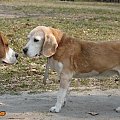 #beagle