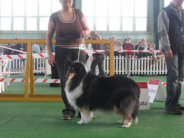 #wystawa #NowyDwórMazowiecki #collie #sheltie