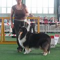 #wystawa #NowyDwórMazowiecki #collie #sheltie