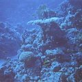 Table Coral #diving #Egipt #egzotyka #fauna #flora #gady #WielkiBłękit #morze #MorzeCzerwone #natura #nurkowanie #PodWodą #płazy #przyroda #rafa #ryba #ryby #snorkling #snurkowanie #ssaki #woda