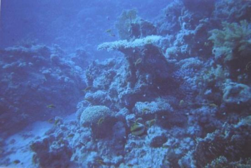 Table Coral #diving #Egipt #egzotyka #fauna #flora #gady #WielkiBłękit #morze #MorzeCzerwone #natura #nurkowanie #PodWodą #płazy #przyroda #rafa #ryba #ryby #snorkling #snurkowanie #ssaki #woda