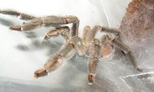 P. cambridgei