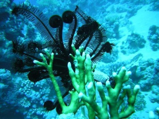 Sea life #diving #Egipt #egzotyka #fauna #flora #gady #WielkiBłękit #morze #MorzeCzerwone #natura #nurkowanie #PodWodą #płazy #przyroda #rafa #ryba #ryby #snorkling #snurkowanie #ssaki #woda
