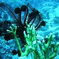 Sea life #diving #Egipt #egzotyka #fauna #flora #gady #WielkiBłękit #morze #MorzeCzerwone #natura #nurkowanie #PodWodą #płazy #przyroda #rafa #ryba #ryby #snorkling #snurkowanie #ssaki #woda