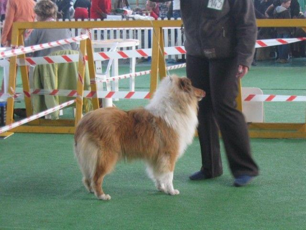 #wystawa #NowyDwórMazowiecki #collie #sheltie