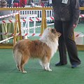 #wystawa #NowyDwórMazowiecki #collie #sheltie