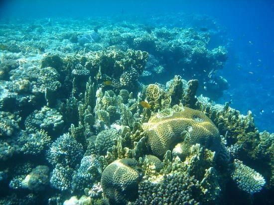 récif coralien1 #diving #Egipt #egzotyka #fauna #flora #gady #WielkiBłękit #morze #MorzeCzerwone #natura #nurkowanie #PodWodą #płazy #przyroda #rafa #ryba #ryby #snorkling #snurkowanie #ssaki #woda