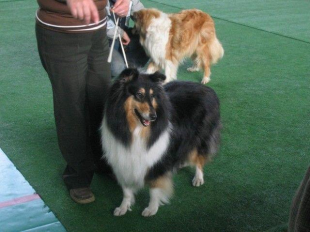 #wystawa #NowyDwórMazowiecki #collie #sheltie