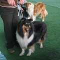 #wystawa #NowyDwórMazowiecki #collie #sheltie