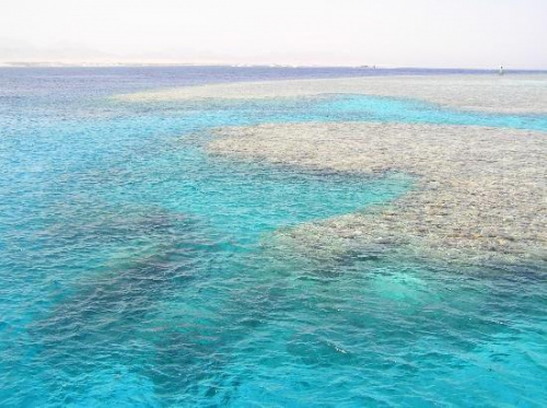 One of the snorkeling spots on the boat trip #diving #Egipt #egzotyka #fauna #flora #gady #WielkiBłękit #morze #MorzeCzerwone #natura #nurkowanie #PodWodą #płazy #przyroda #rafa #ryba #ryby #snorkling #snurkowanie #ssaki #woda