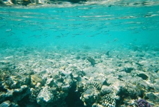 red sea-underwater shot! #diving #Egipt #egzotyka #fauna #flora #gady #WielkiBłękit #morze #MorzeCzerwone #natura #nurkowanie #PodWodą #płazy #przyroda #rafa #ryba #ryby #snorkling #snurkowanie #ssaki #woda