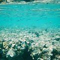 red sea-underwater shot! #diving #Egipt #egzotyka #fauna #flora #gady #WielkiBłękit #morze #MorzeCzerwone #natura #nurkowanie #PodWodą #płazy #przyroda #rafa #ryba #ryby #snorkling #snurkowanie #ssaki #woda