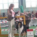 #wystawa #NowyDwórMazowiecki #collie #sheltie