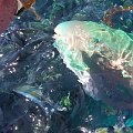 parrot Fish at sister hotel beach1 #diving #Egipt #egzotyka #fauna #flora #gady #WielkiBłękit #morze #MorzeCzerwone #natura #nurkowanie #PodWodą #płazy #przyroda #rafa #ryba #ryby #snorkling #snurkowanie #ssaki #woda