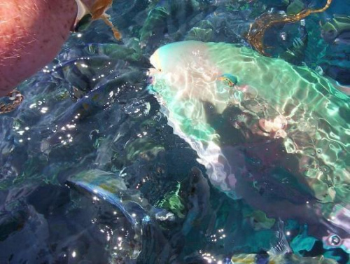 parrot Fish at sister hotel beach1 #diving #Egipt #egzotyka #fauna #flora #gady #WielkiBłękit #morze #MorzeCzerwone #natura #nurkowanie #PodWodą #płazy #przyroda #rafa #ryba #ryby #snorkling #snurkowanie #ssaki #woda