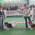 Wystawa w NDM, collie, sheltie #NowyDwórMazowiecki #wystawa #collie #sheltie