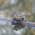 a toad in mirror