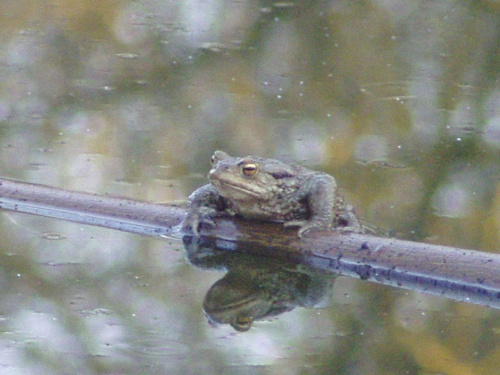 a toad in mirror