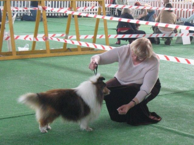 Wystawa w NDM, collie, sheltie #NowyDwórMazowiecki #wystawa #collie #sheltie