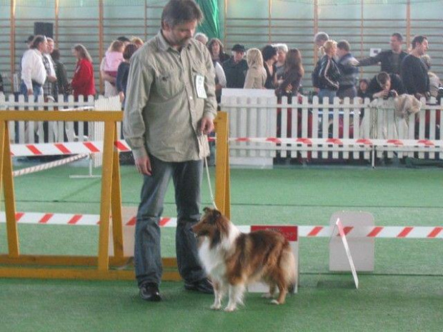 Wystawa w NDM, collie, sheltie #NowyDwórMazowiecki #wystawa #collie #sheltie