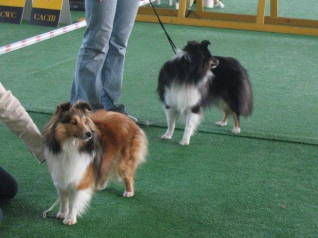 Wystawa w NDM, collie, sheltie #NowyDwórMazowiecki #wystawa #collie #sheltie