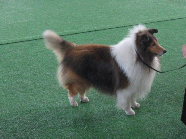 Wystawa w NDM, collie, sheltie #NowyDwórMazowiecki #wystawa #collie #sheltie