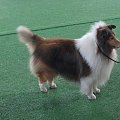 Wystawa w NDM, collie, sheltie #NowyDwórMazowiecki #wystawa #collie #sheltie