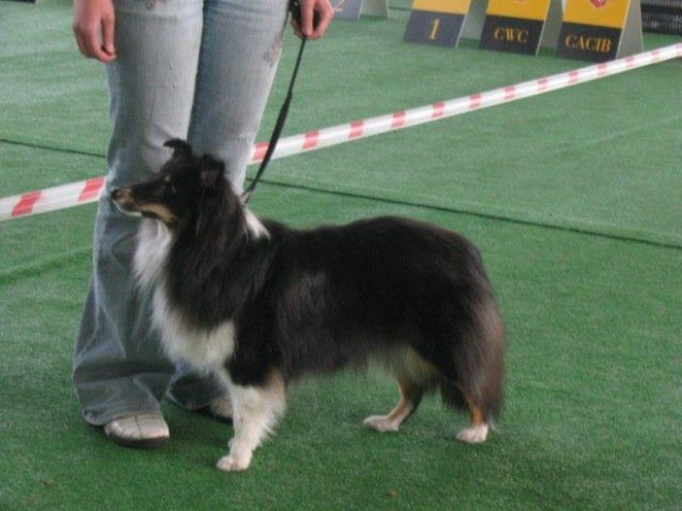 Wystawa w NDM, collie, sheltie #NowyDwórMazowiecki #wystawa #collie #sheltie