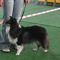 Wystawa w NDM, collie, sheltie #NowyDwórMazowiecki #wystawa #collie #sheltie