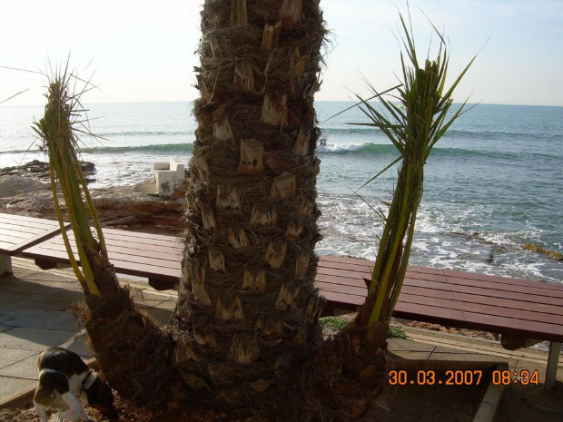 palma-kotwica