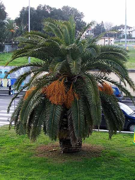 ta piękna palma została tez ścięta