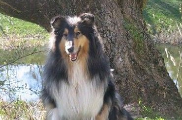FLUFFY LOVELY ANGEL Hippocampus #Fluffy #collie #wiosna #pies #owczarek #szkocki