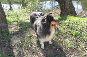 FLUFFY LOVELY ANGEL Hippocampus #Fluffy #collie #wiosna #pies #owczarek #szkocki