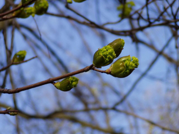 flourishing & green