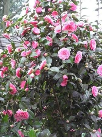 Kamelia (Camellia)