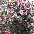 Kamelia (Camellia)