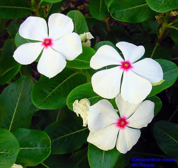 Lochnera (Catharanthus)