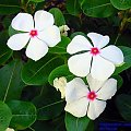 Lochnera (Catharanthus)