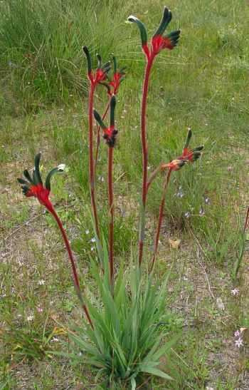 Anigozantos “kangurza łapa” (Anigozanthos)