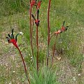 Anigozantos “kangurza łapa” (Anigozanthos)