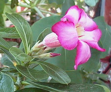 Adenium (Adenium obesum)