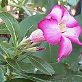 Adenium (Adenium obesum)