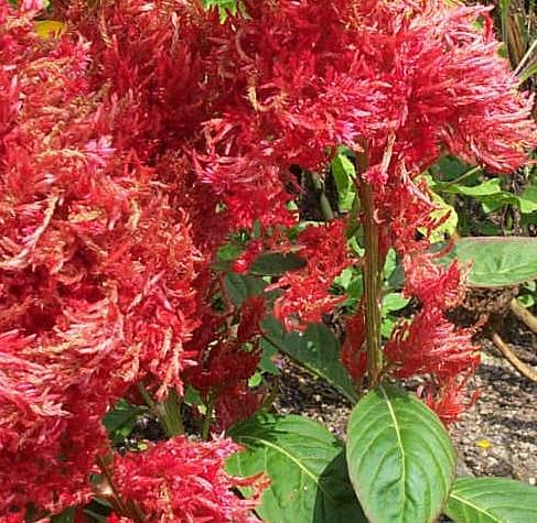 Celozja, grzebionatka (Celosia argentea)