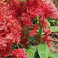 Celozja, grzebionatka (Celosia argentea)