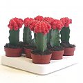 Gymnokalicjum 1 (Gymnocalycium)