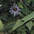 Męczennica (Pasiflora)